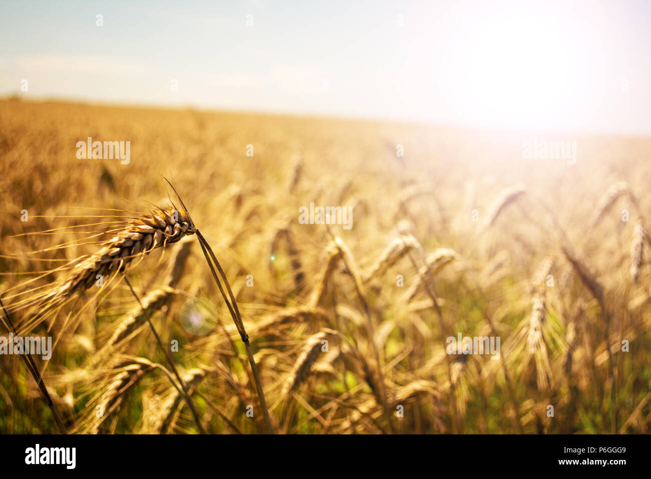 Weizenfeld. Ohren der goldene Weizen hautnah. Schöne Natur Sonnenuntergang Landschaft. Landschaft unter der strahlenden Sonne. Hintergrund der reifenden Ähren wiese Weizenfeld. Reiche Ernte Konzept. Soft Focus. Stockfoto