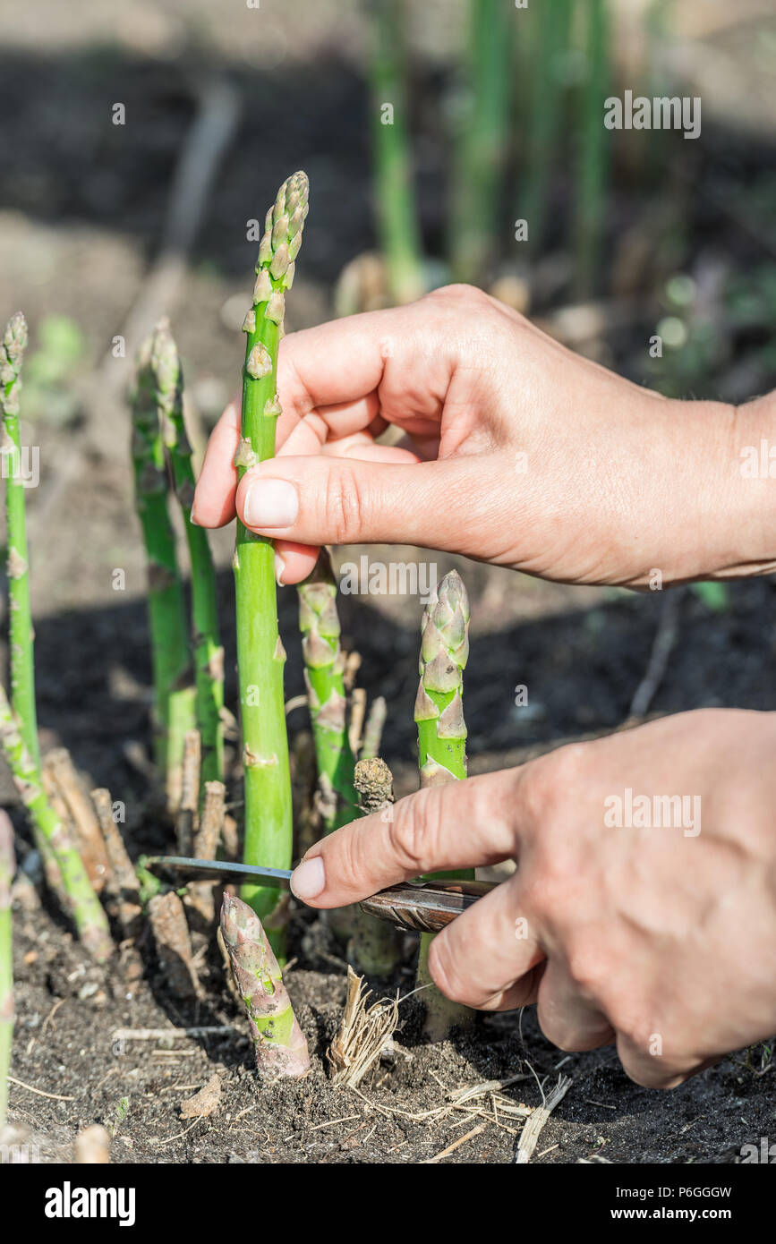 Bei Der Ernte Von Grunem Spargel Im Garten Stockfoto Bild