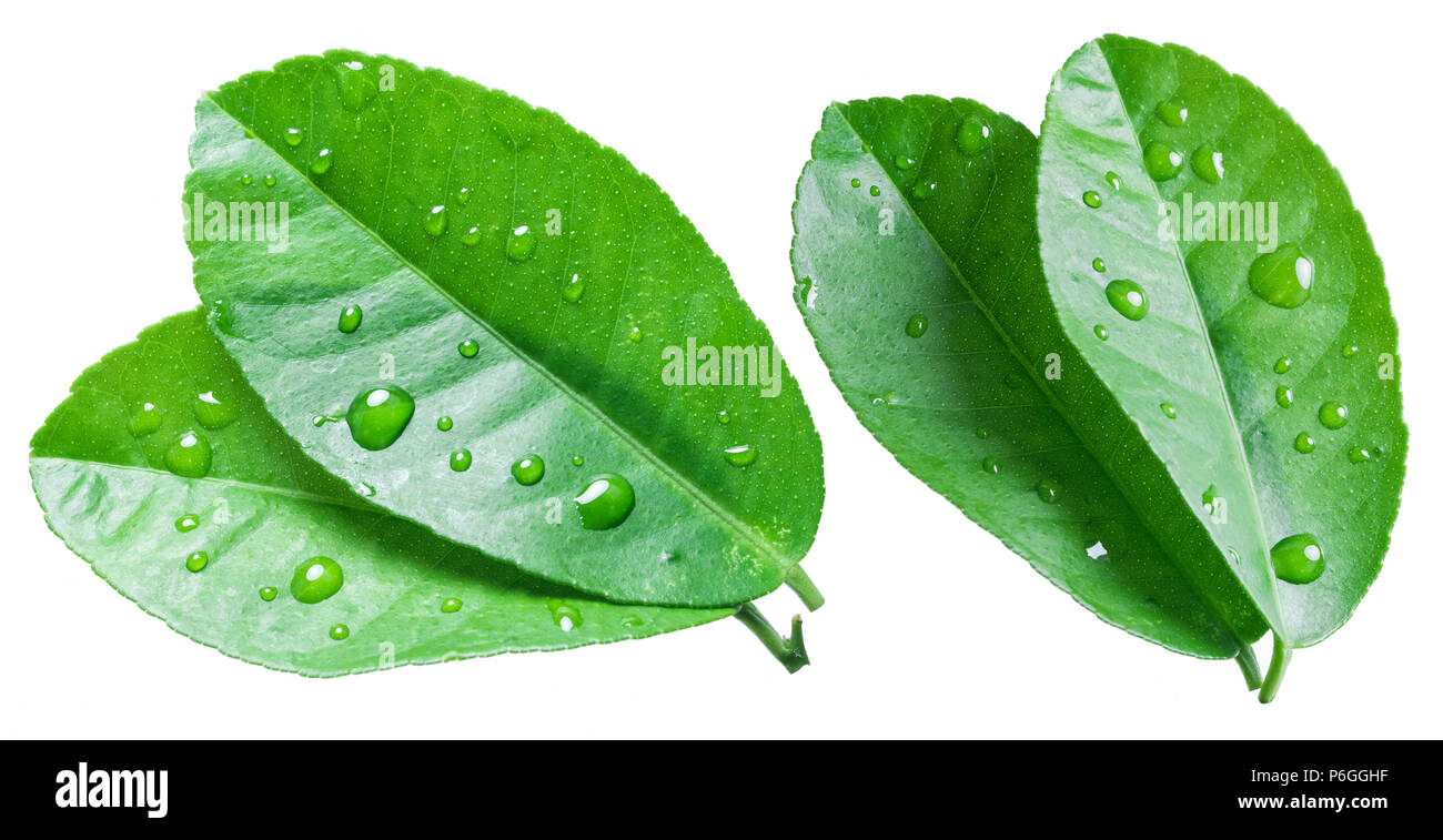 Citrus Blatt mit Wassertropfen auf dem weißen Hintergrund. Stockfoto