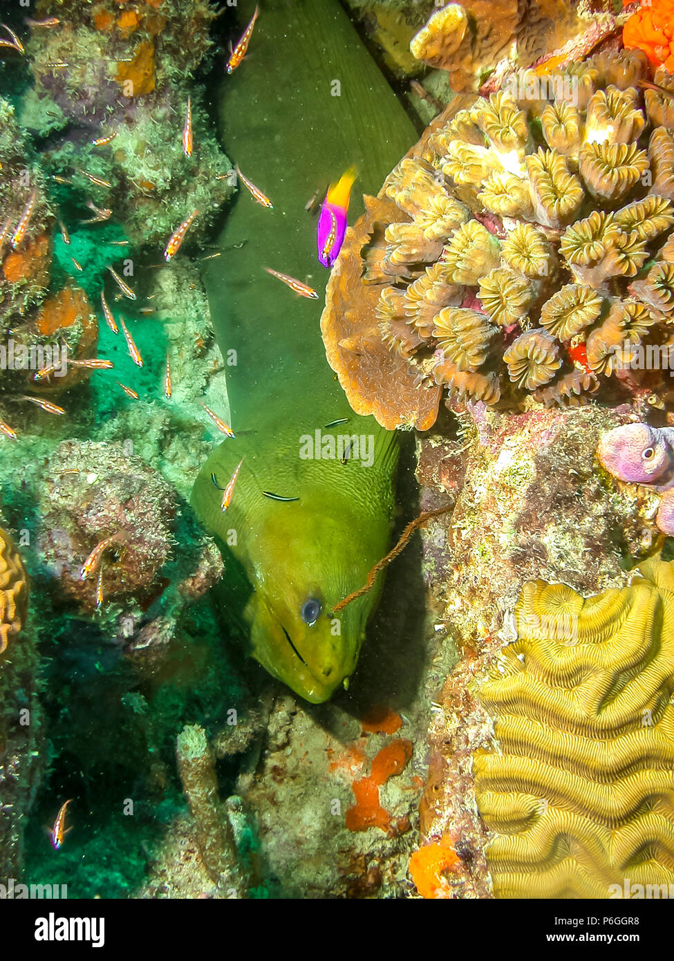 Green Moray, Aal, Gymnothorax coi ist ein muränen der Familie