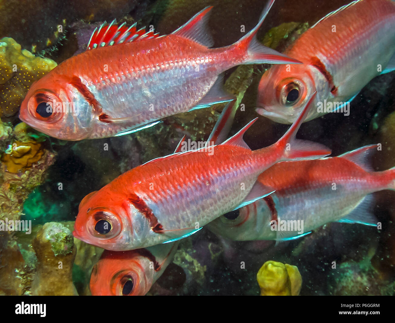Myripristis Jacobus, Blackbar soldierfish ist ein soldierfish aus den westlichen Atlantik. Stockfoto