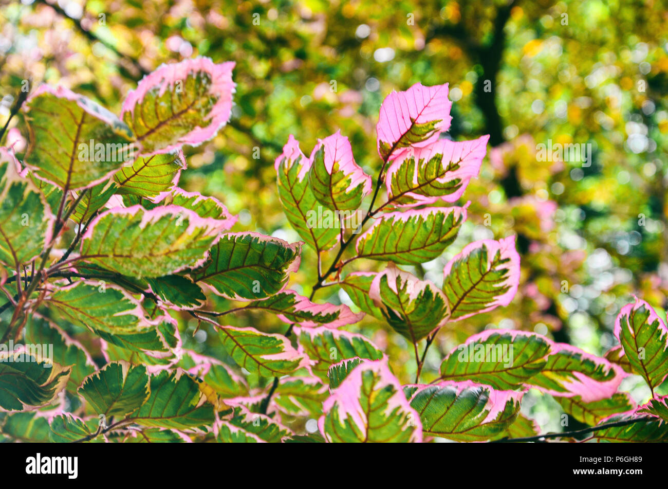 Bunte Blätter eines tricolor europäische Buche, Fagus sylvatica. Stockfoto