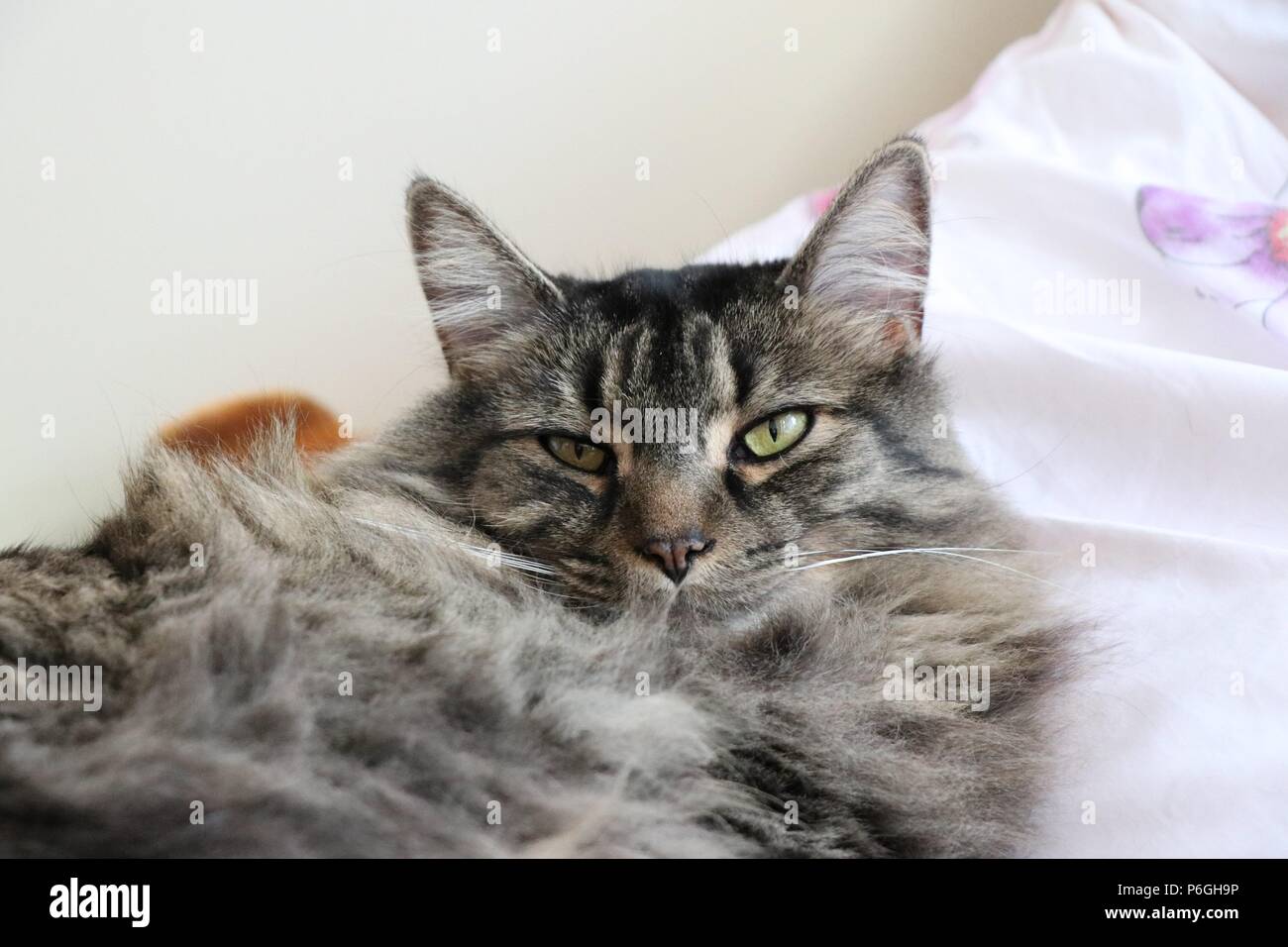 Katze auf menschliche Kissen zurück starrte Stockfoto