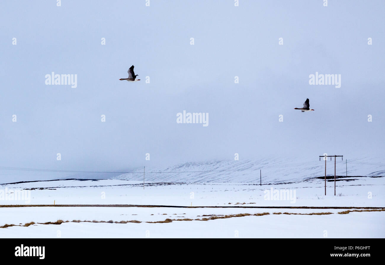 Ein paar Gänse fliegen über Snowy White Felder in Island. Überwiegend bewölkt Himmel markieren Sie die Gänse auf ihrem Weg zusammen. Stockfoto