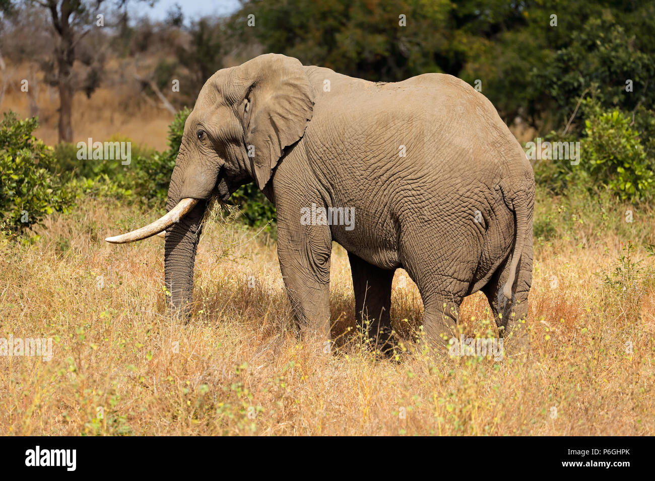 Große afrikanische Elefantenbulle (Loxodonta Africana), Krüger Nationalpark, Südafrika Stockfoto