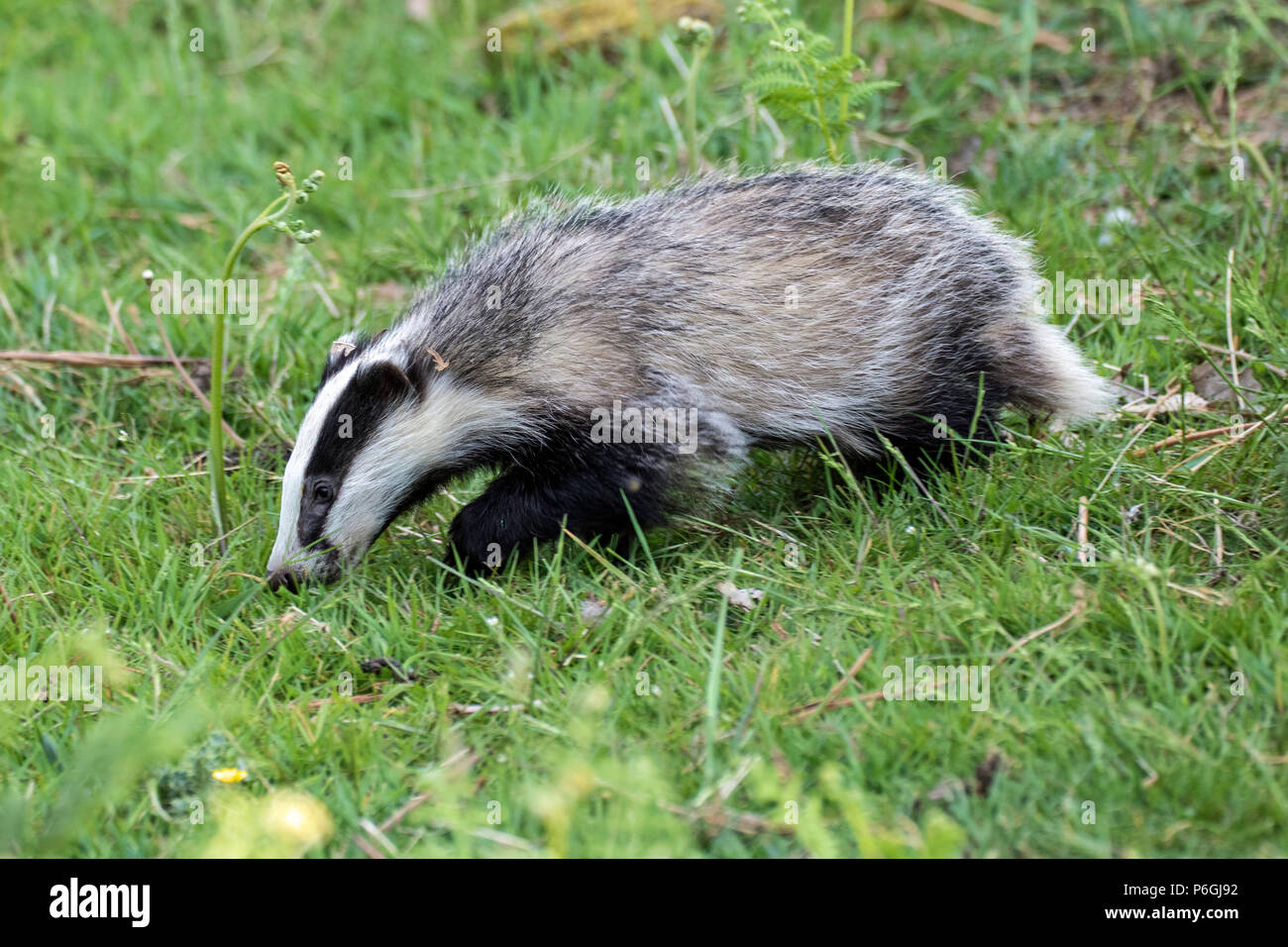 Wild Dachs (Meles meles) Ernährung bei Tageslicht, Cumbria, England Stockfoto