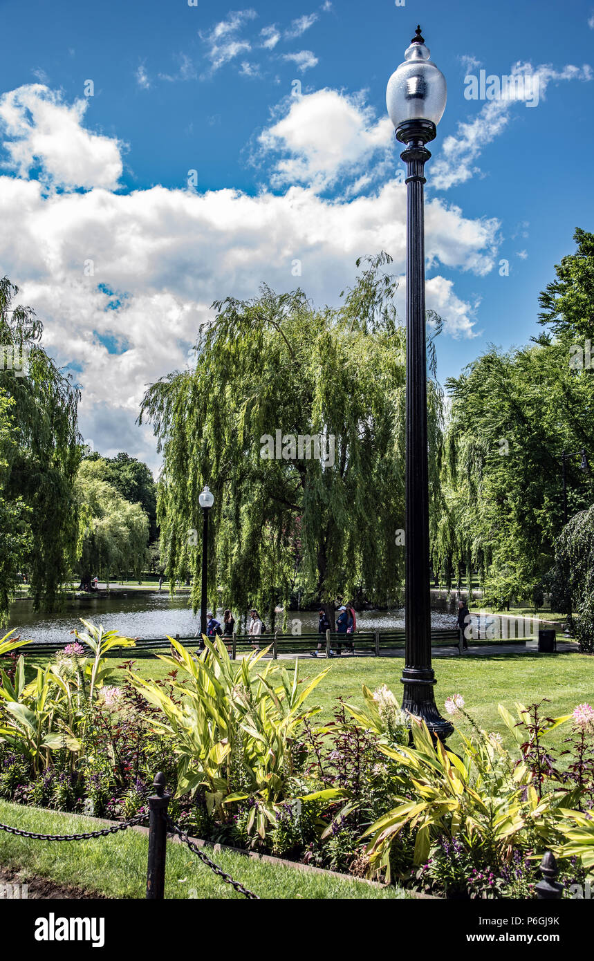 Ein heller Sommermorgen in der Boston Public Garden, Boston, Massachusetts. Stockfoto