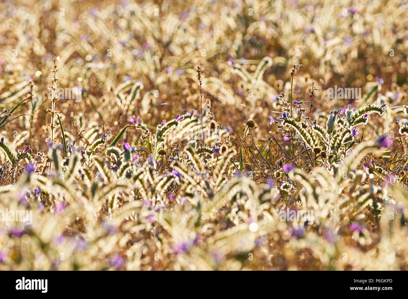 Blühendes Feld voller Sand Viper Glanz (Echium sabulicola) Blumen im Frühjahr im Naturpark Ses Salines (Formentera, Balearen, Spanien) Stockfoto