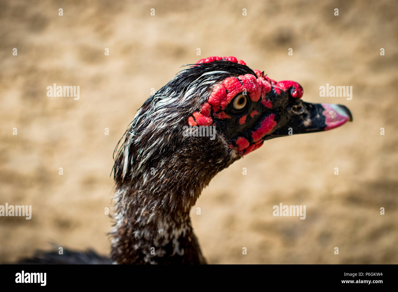 Die Ente mit der roten Augenbrauen und Leiter Stockfoto
