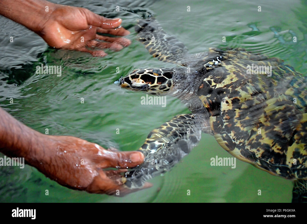 Die geretteten Schildkröte ihre Schläger mit menschlichen Händen hält. Meeresschildkröten Conservation Research Projekt in Bentota, Sri Lanka. Speichern von Tieren, vertrauensvolle Stockfoto