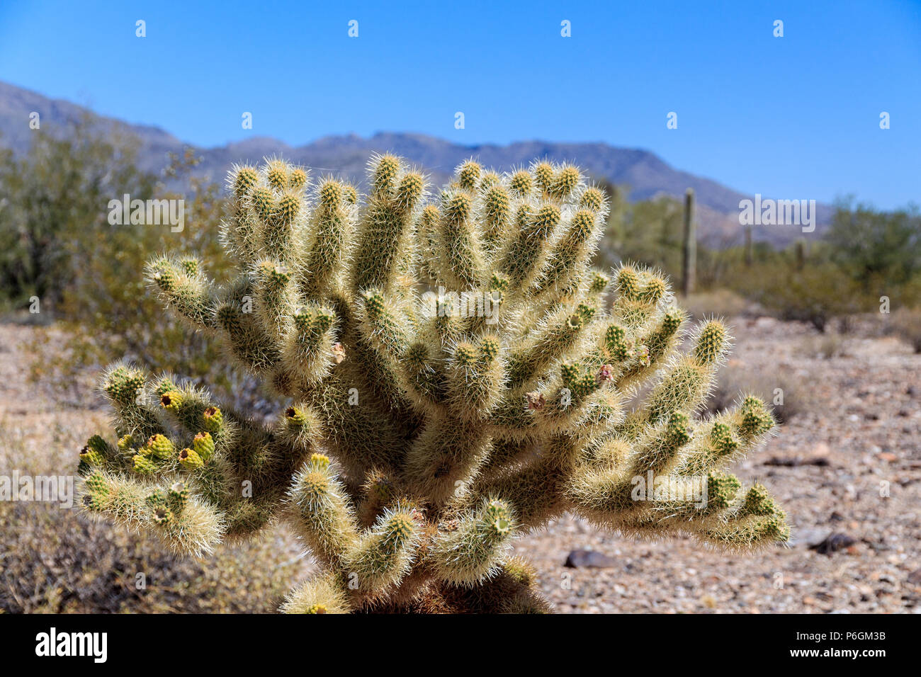 Ein Teddybr cholla Cactus in der Sonora Wste in der Nhe von Wickenburg,  Arizona. Dieses, zerbrechlich wirkende saftig ist trgerisch gefhrlich  Stockfotografie - Alamy