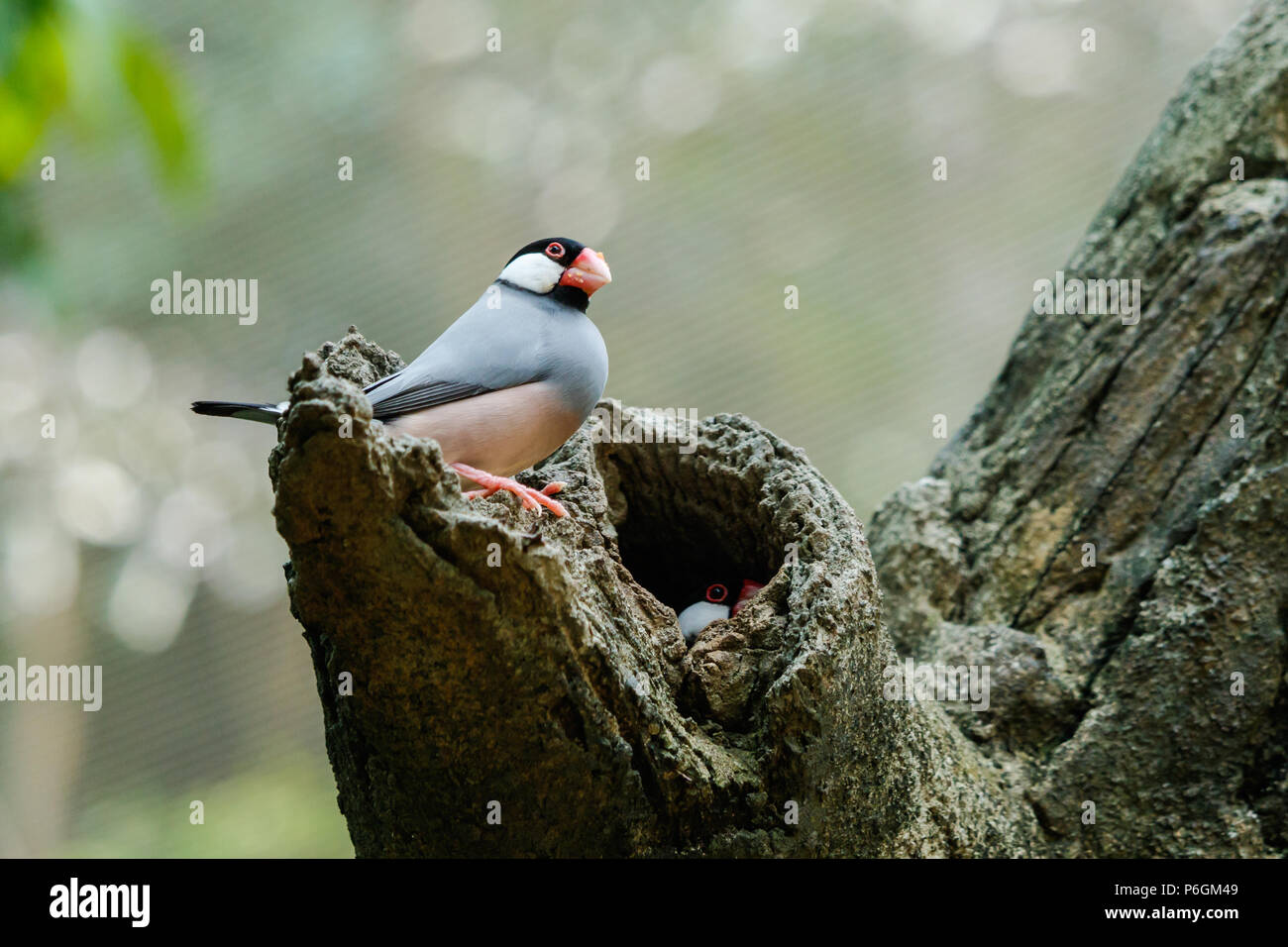 Paar Java Spatzen am Baum. Die eine ist in Nest im Baum aus. In Edward Youde Voliere, Hong Kong Park. Stockfoto