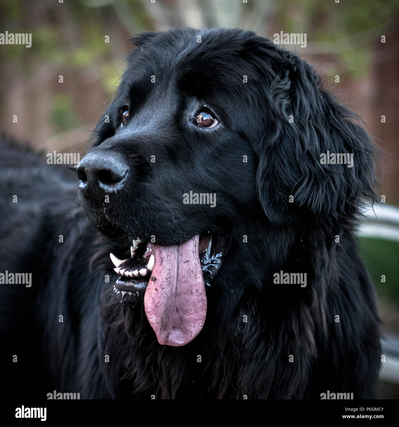 Gerne Black Dog Nahaufnahme von Gesicht mit herausgestreckter Zunge hängen. Stockfoto