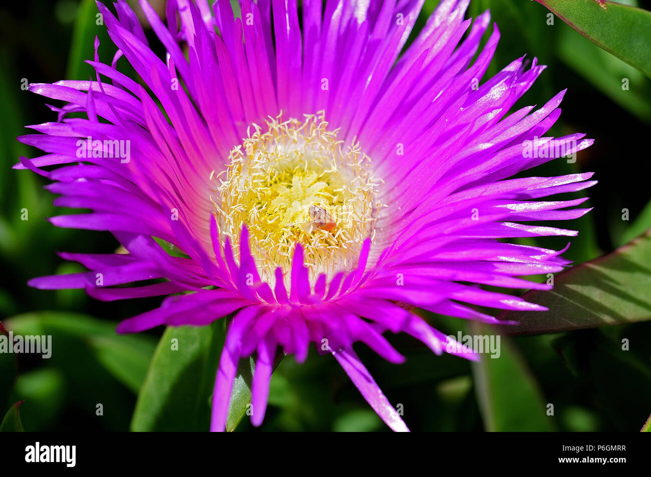 Makrofotografie eines lila Blüte von delosperma cooperi, auch als rosa  Teppich bekannt, mit kleinen Schnecke auf staubgefäßen Stockfotografie -  Alamy