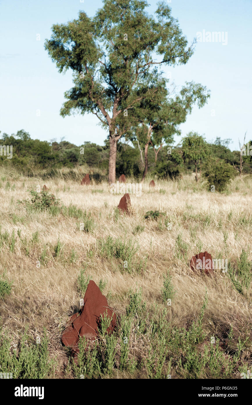 Termitenhügel im Kakadu National Park, Northern Territory, Australien Stockfoto