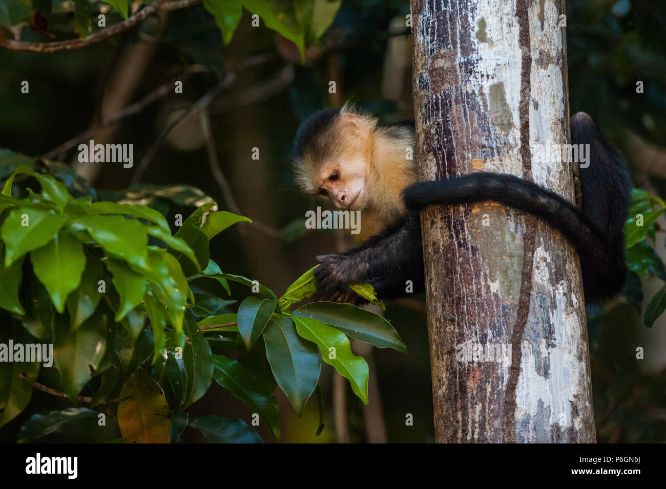 Kapuziner mit weißem Gesicht, Nachahmer von Cebus, im Regenwald des Coiba Island National Park, Republik Panama. Stockfoto