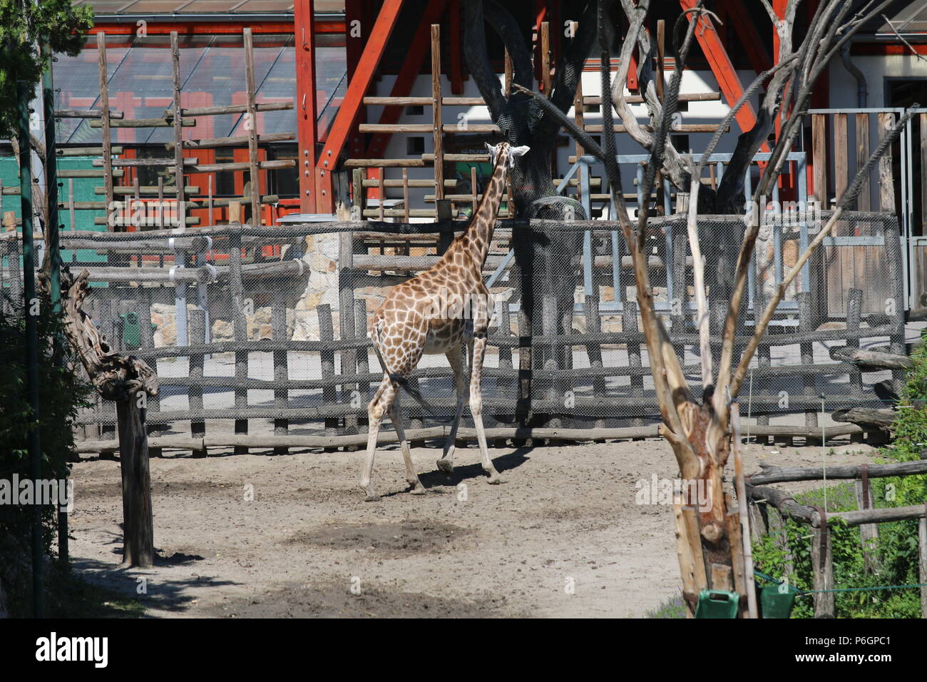 Northern giraffe Giraffa Camelopardalis - in Budapest Zoo, Ungarn Stockfoto