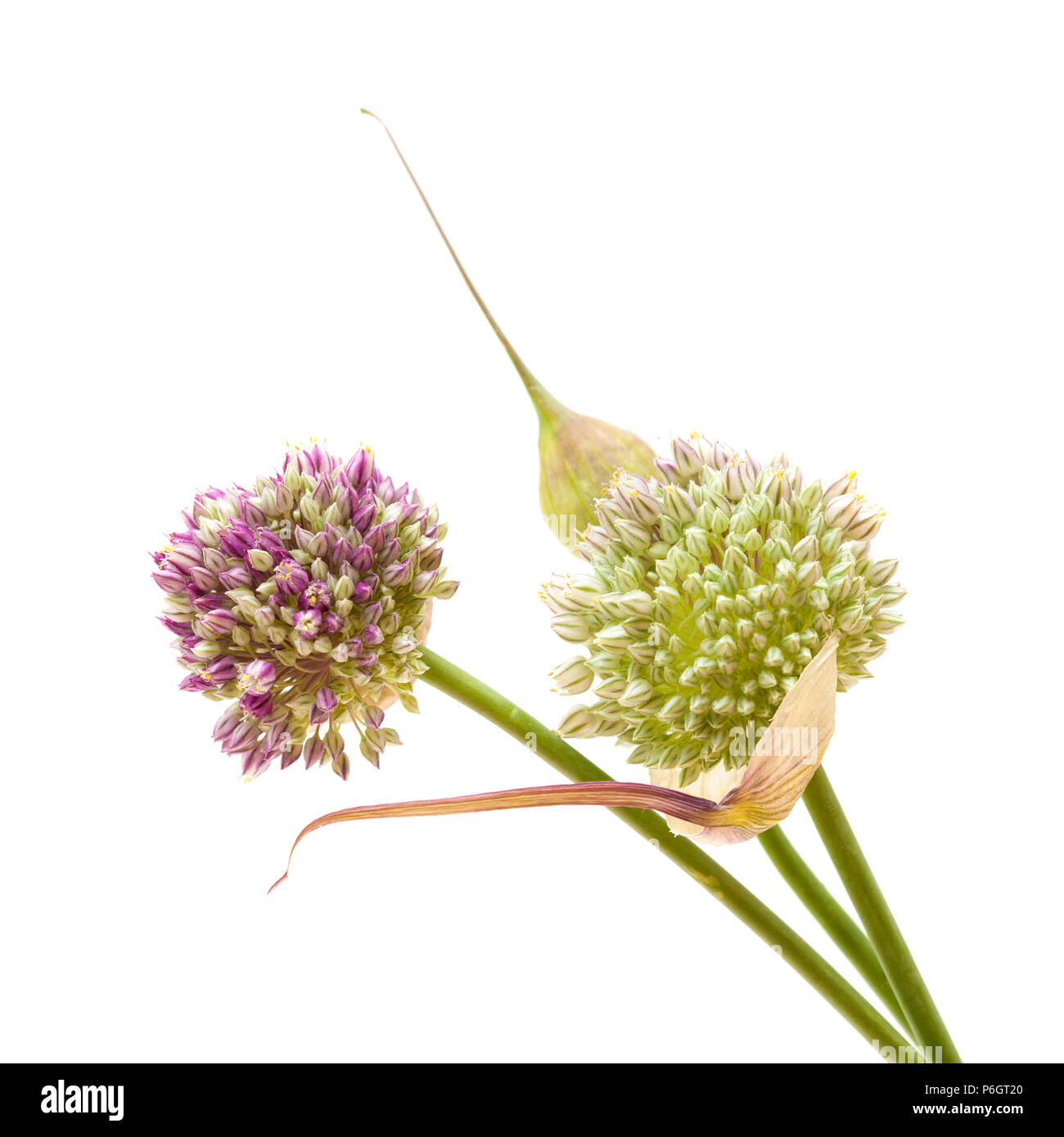 Flora von Gran Canaria - Allium ampeloprasum, Wilder Lauch isoliert auf weißem Stockfoto