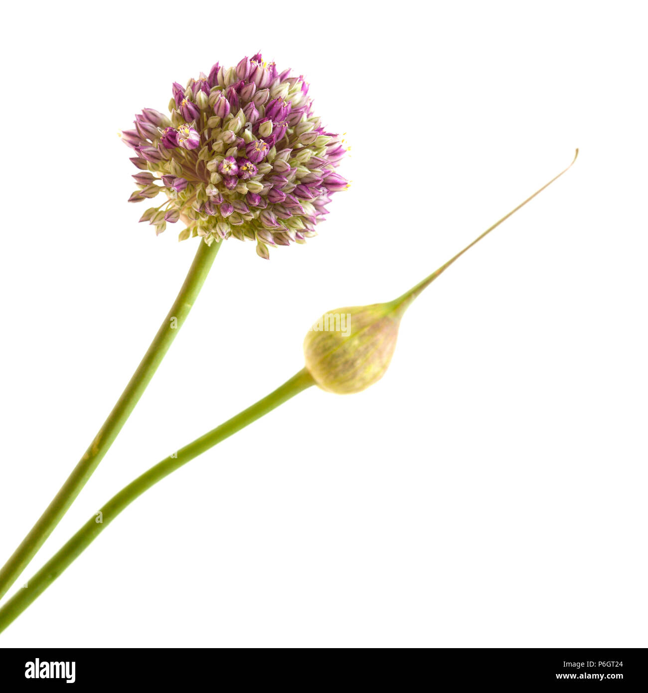 Flora von Gran Canaria - Allium ampeloprasum, Wilder Lauch ungeöffnete Blütenstand isoliert auf weißem Stockfoto