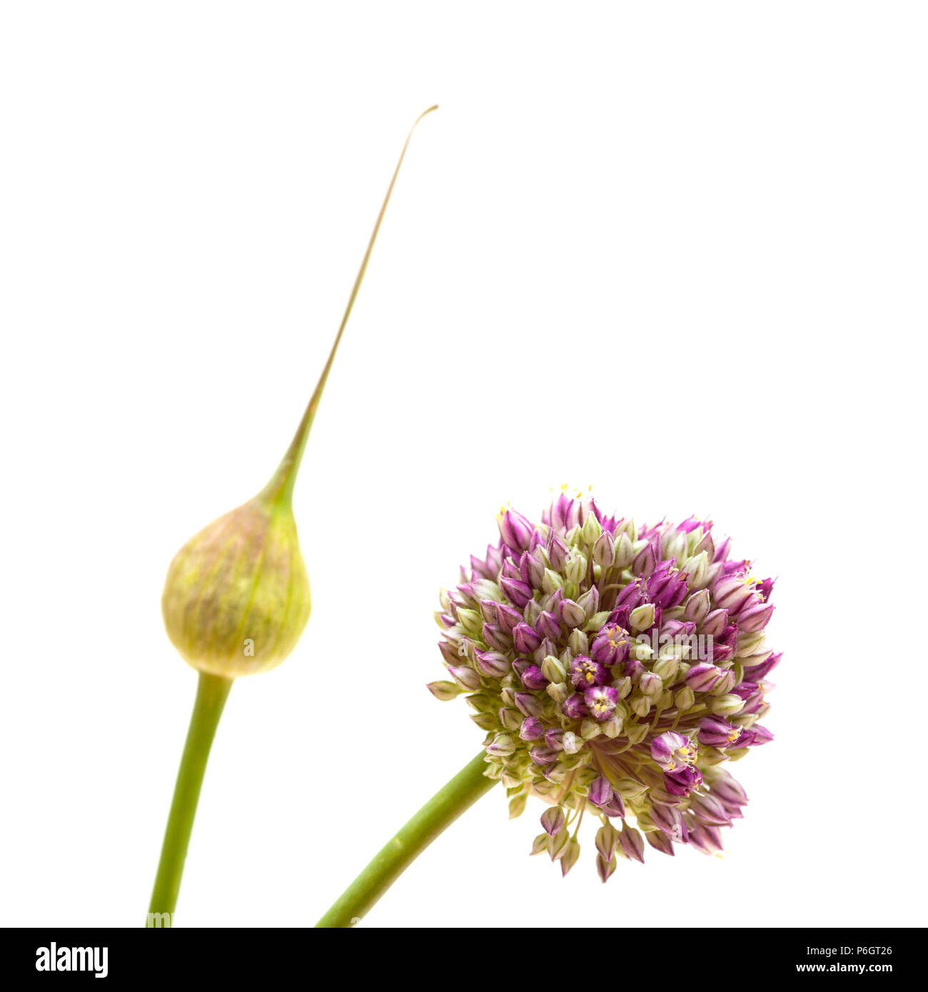 Flora von Gran Canaria - Allium ampeloprasum, Wilder Lauch ungeöffnete Blütenstand isoliert auf weißem Stockfoto