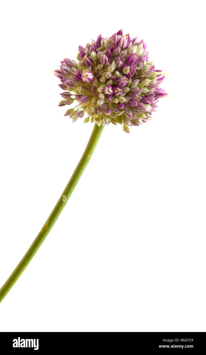 Flora von Gran Canaria - Allium ampeloprasum, Wilder Lauch isoliert auf weißem Stockfoto
