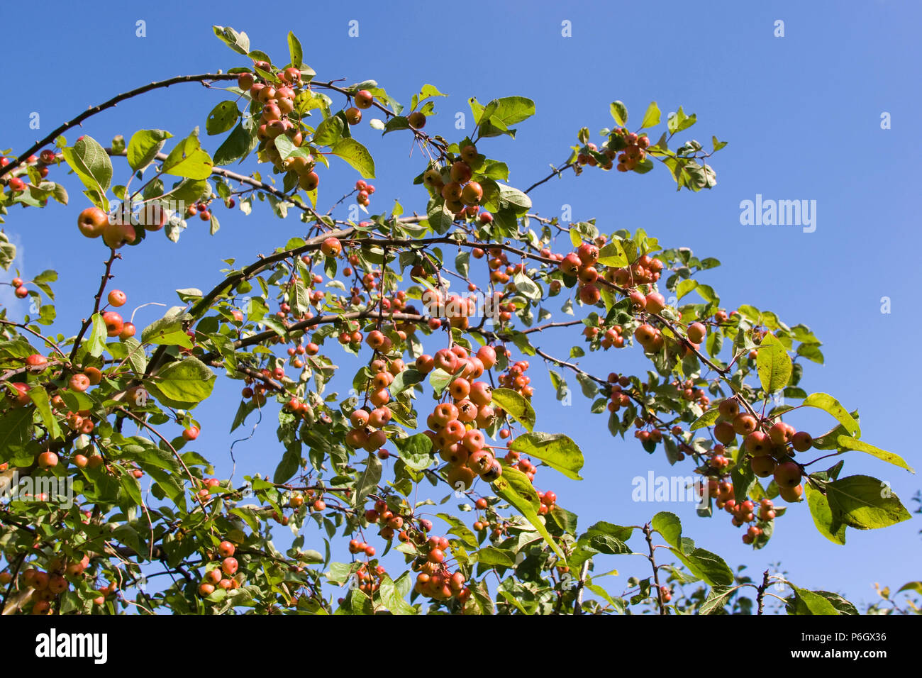 Evereste. Crab Apple. Reife Früchte an einem Baum in einem organischen Obstgarten in Bristol. Rote Früchte, grünen Blätter und blauer Himmel. Stockfoto