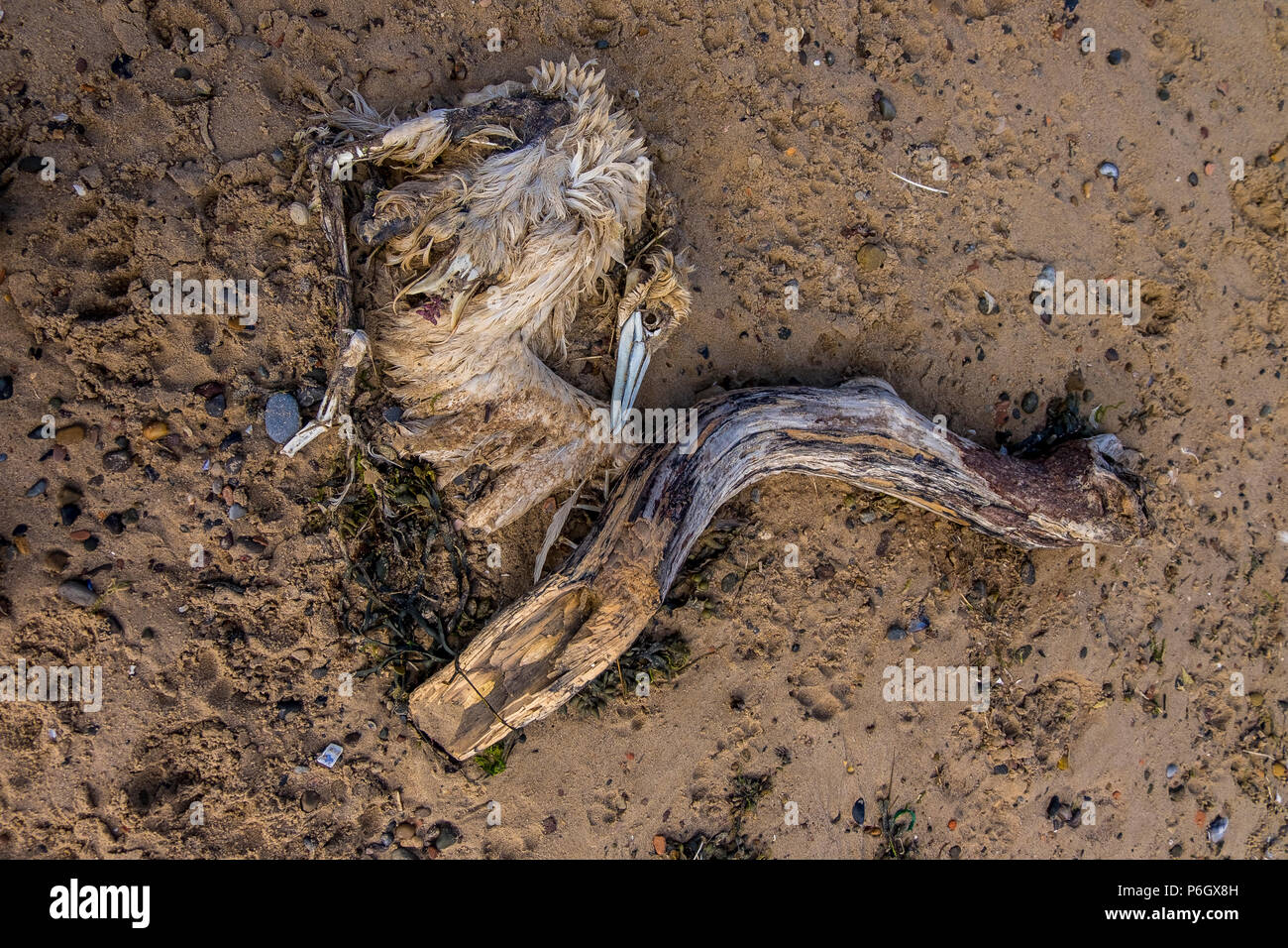 Tot Gannett auf marske Strand Stockfoto