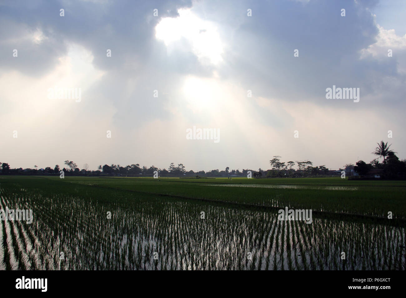 Sonnenlicht am Nachmittag in den Reisfeldern. Stockfoto