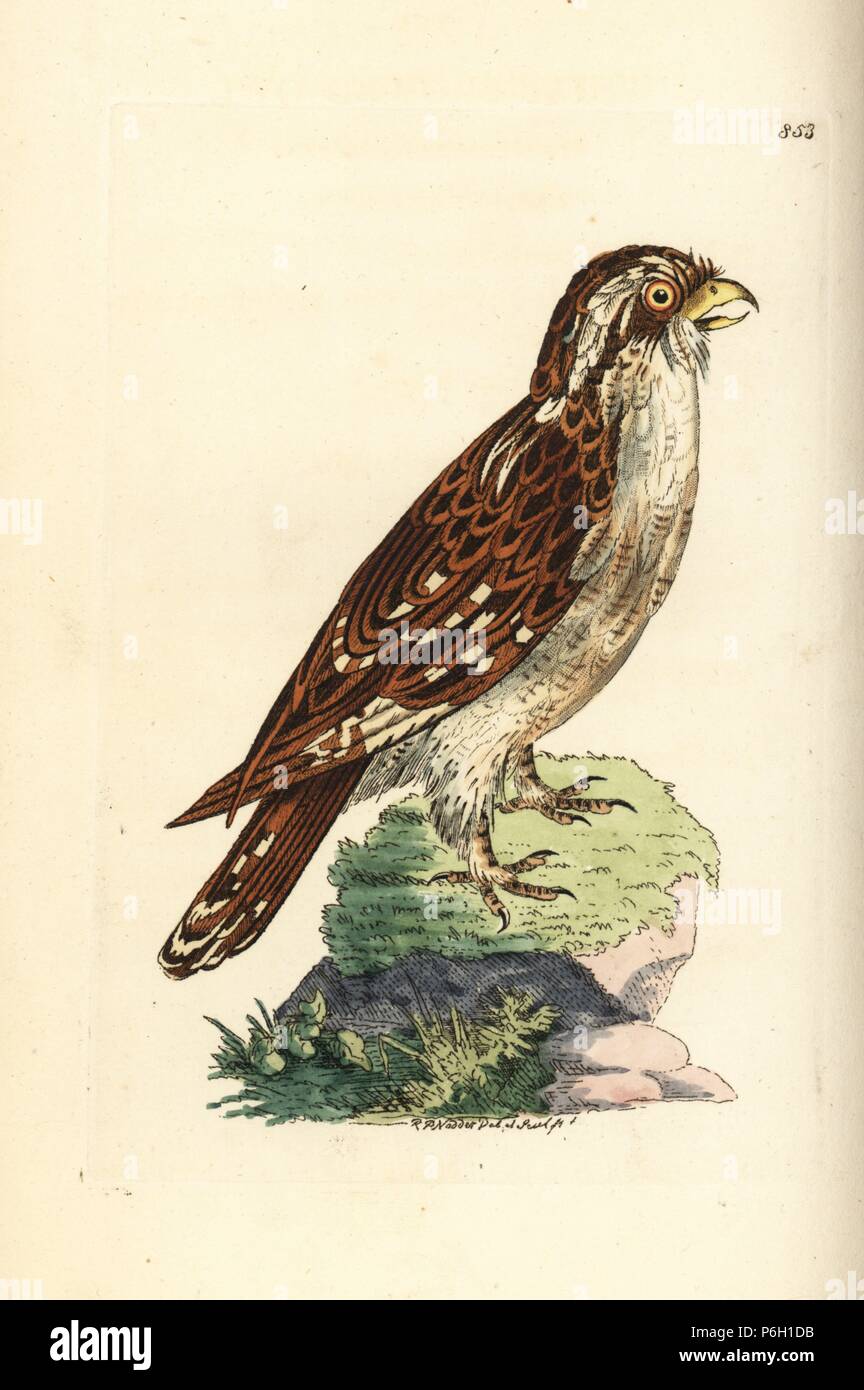 Weiß der tiefsten Hawk-owl, Ninox superciliaris (Weiß der tiefsten Owl, Strix superciliosa). Abbildung gezeichnet und von Richard Polydore Nodder eingraviert. Papierkörbe Kupferstich von George Shaw und Frederick Nodder Der naturalist's Miscellany, London, 1806. Stockfoto