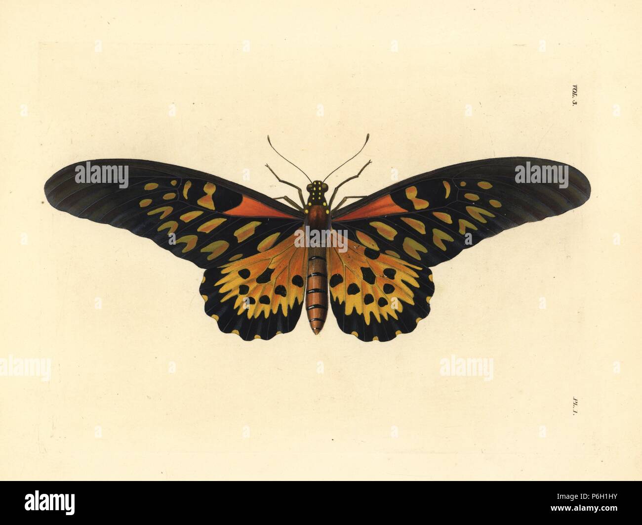 Riesige Afrikanische Schwalbenschwanz Schmetterling, Papilio antimachus. Papierkörbe Lithographie von neuen John O. Westwood's Edition von Dru Drury' Illustrationen von exotischen Entomologie", Bohn, London, 1837. Stockfoto