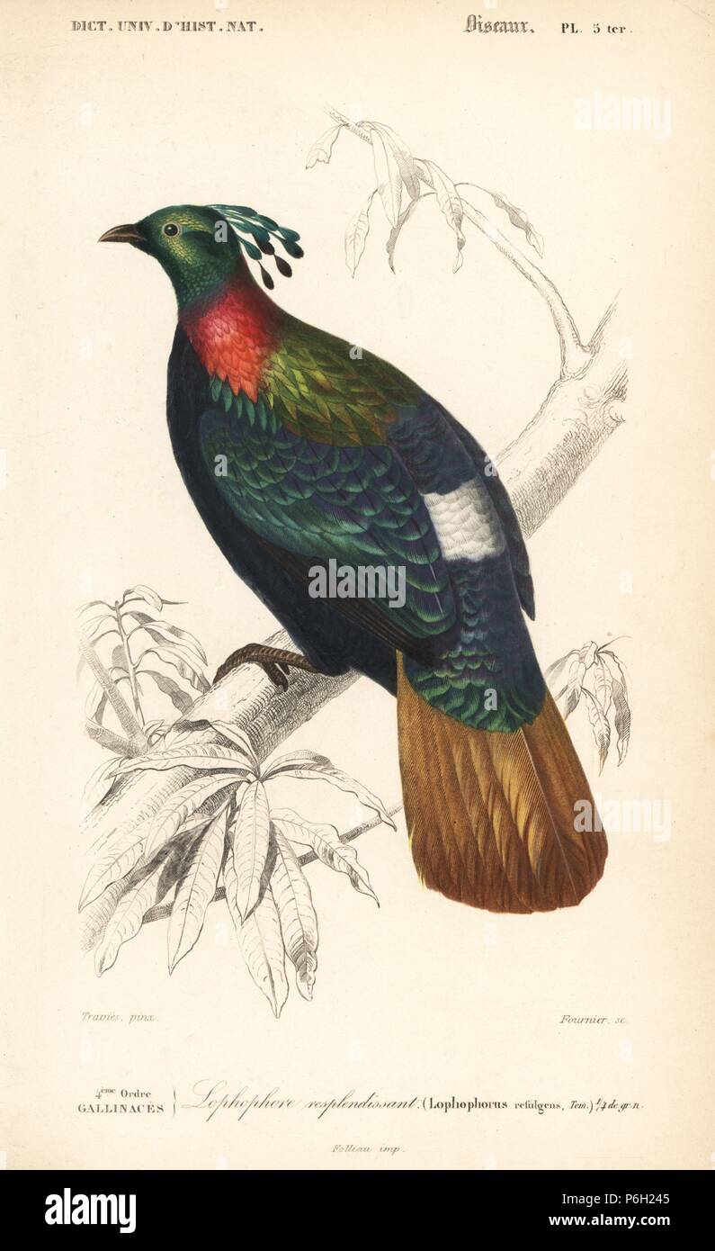 Himalayan monal, Lophophorus impejanus. Papierkörbe Kupferstich von Fournier nach einer Illustration von Edouard Travies von Charles d'Orbigny das Wörterbuch Universel d'Histoire Naturelle (Wörterbuch), Paris, 1849. Stockfoto
