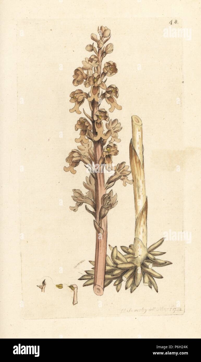 Bird's Nest orchid, Neottia nidus-avis (Bird's Nest, ophrys Ophrys nidus-avis). Papierkörbe Kupferstich nach einer Illustration von James Sowerby von James Smith's Englisch Botanik, London, 1792. Stockfoto