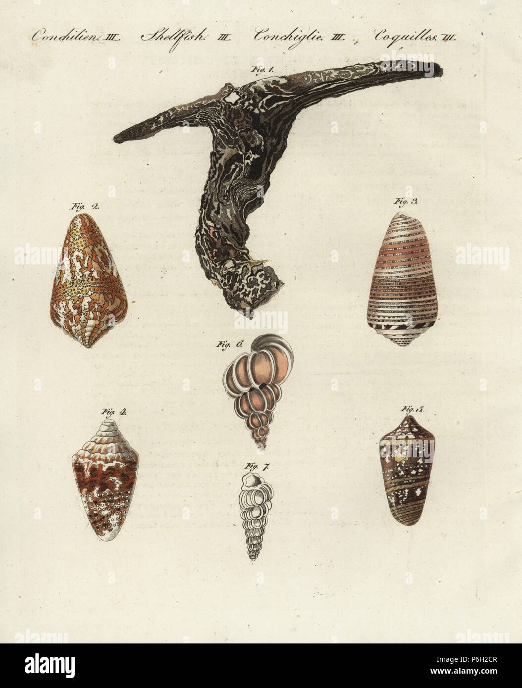 Hammer Auster, Hammer Hammer 1, Kegel shell Sorten, Conus cedonulli 2, Conus ammiralis 3-5, kostbare wentletrap, Epitonium Scalare 4 und gemeinsame Epitonium clathrus wentltrap, 6. Papierkörbe Kupferstich von Johann Friedrich Bertuch's Bilderbuch pelz Kinder (Bilderbuch für Kinder), Weimar, 1798. Stockfoto