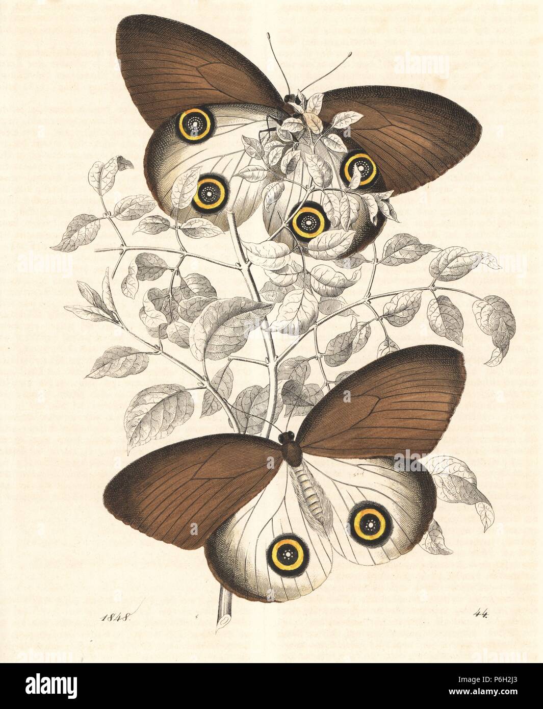 Taenaris urania Schmetterling (vorher Papilio jairus). Papierkörbe Lithographie von Carl Hoffmann's Buch der Welt, Stuttgart, 1848. Stockfoto