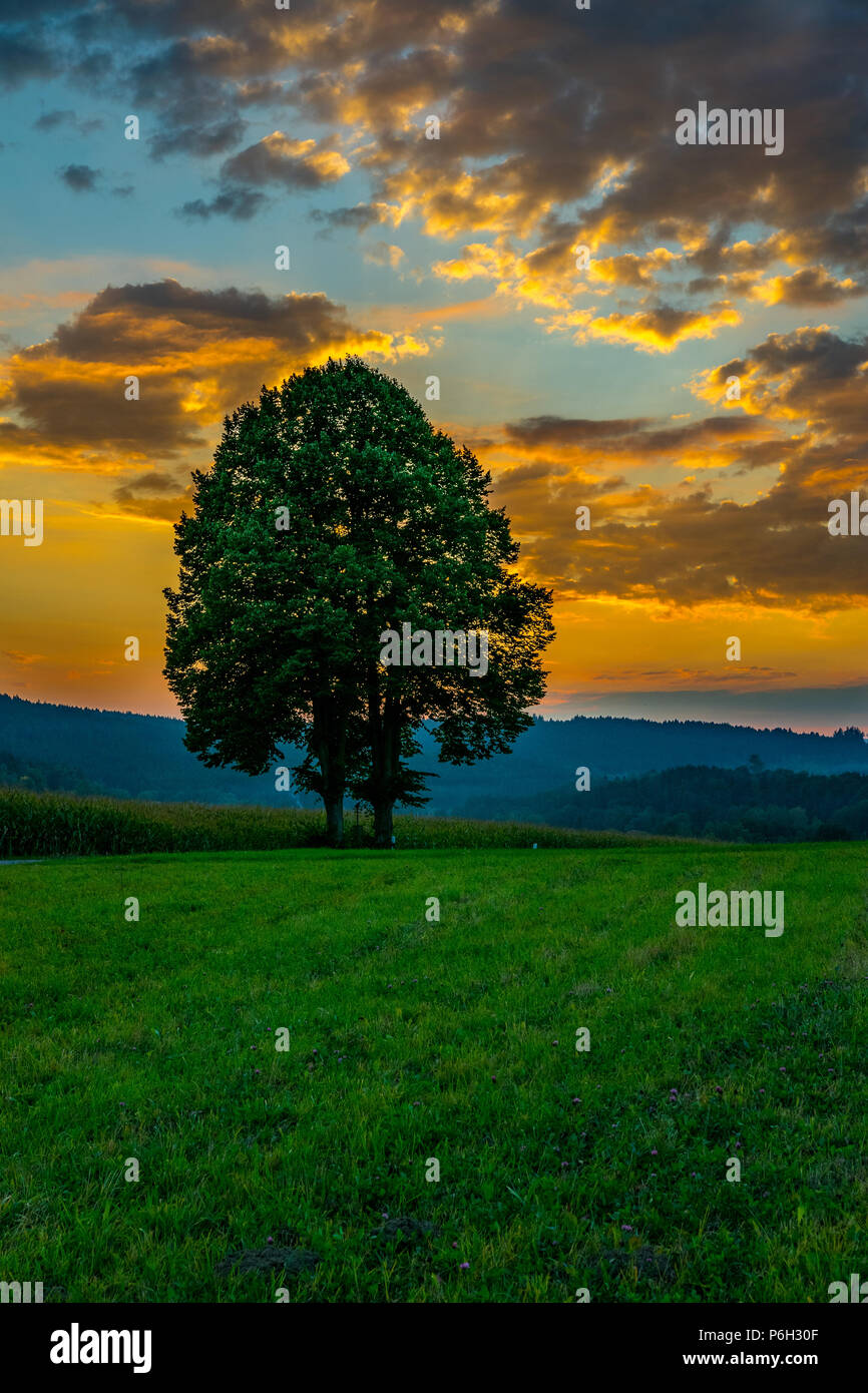 Baum mit Feld in die Landschaft im Sonnenuntergang mit Wolken am Himmel im Bayerischen Wald Stockfoto