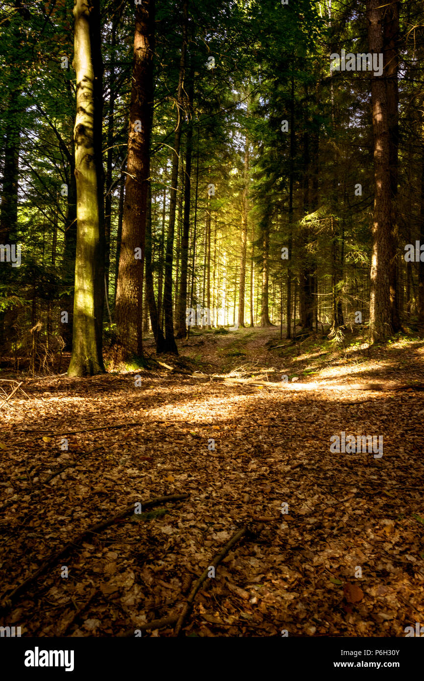 Blätter mit Sonnenlicht und Sonnenstrahlen im Herbst im Bayerischen Wald Stockfoto