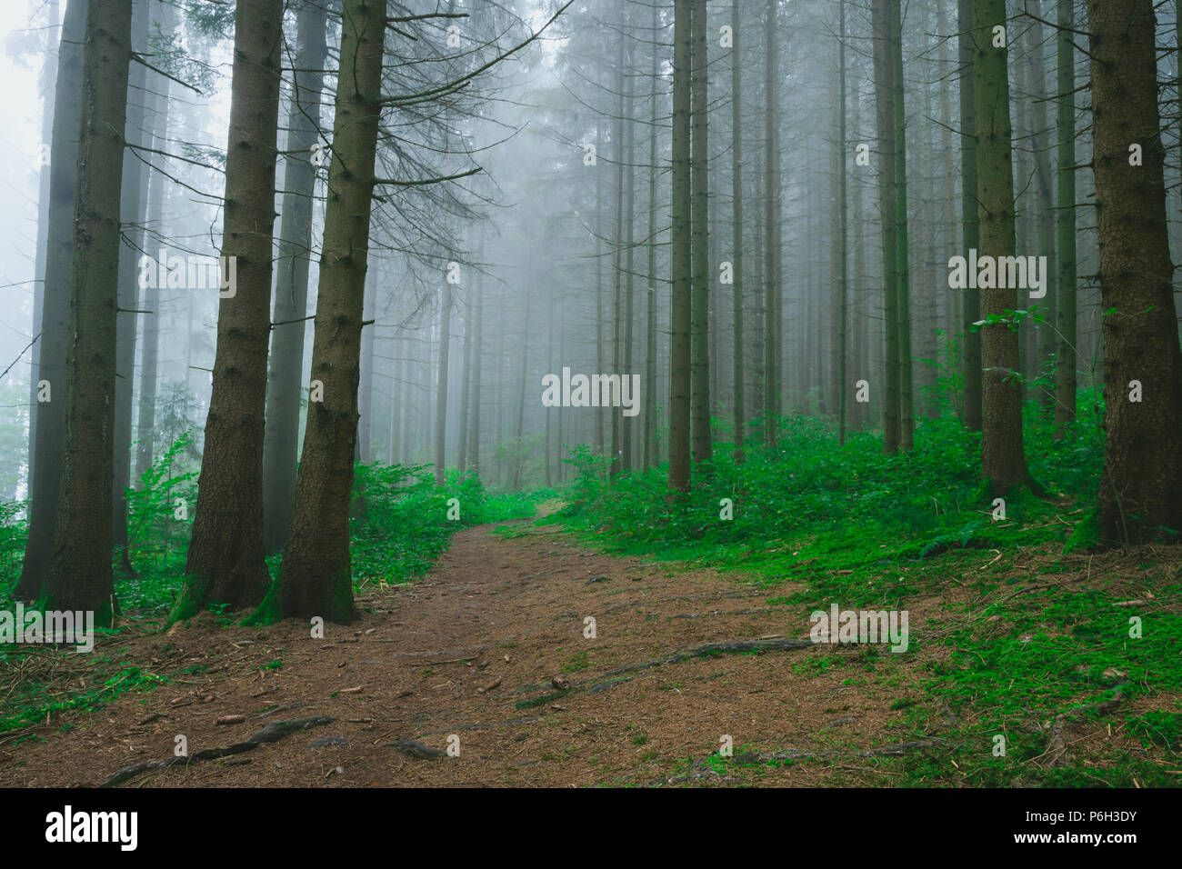 Pfad in einem Wald mit Nebel im Hintergrund zwischen den Bäumen und nebligen Wetter in den Bayerischen Wald im Herbst Stockfoto