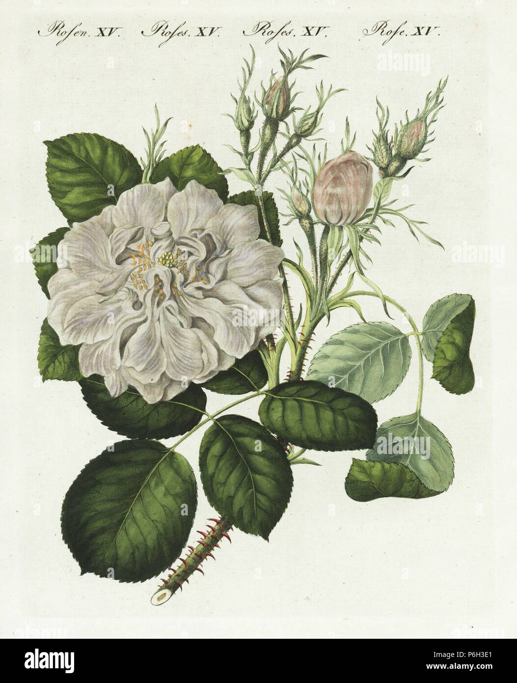 Weiß Damascener Rose, Rosa Damascena Flor. Alba. Papierkörbe Kupferstich von bertuch's 'Bilderbuch pelz Kinder" (Bilderbuch für Kinder), Weimar, 1790-1830. Johann Friedrich Bertuch (1747-1822) war ein deutscher Verleger und Mann der Künste berühmt für seine 12-Band Enzyklopädie für Kinder mit 1.200 illustrierte gravierte Schilder auf natürliche Geschichte, Wissenschaft, Kostüm, Mythologie, etc. Stockfoto