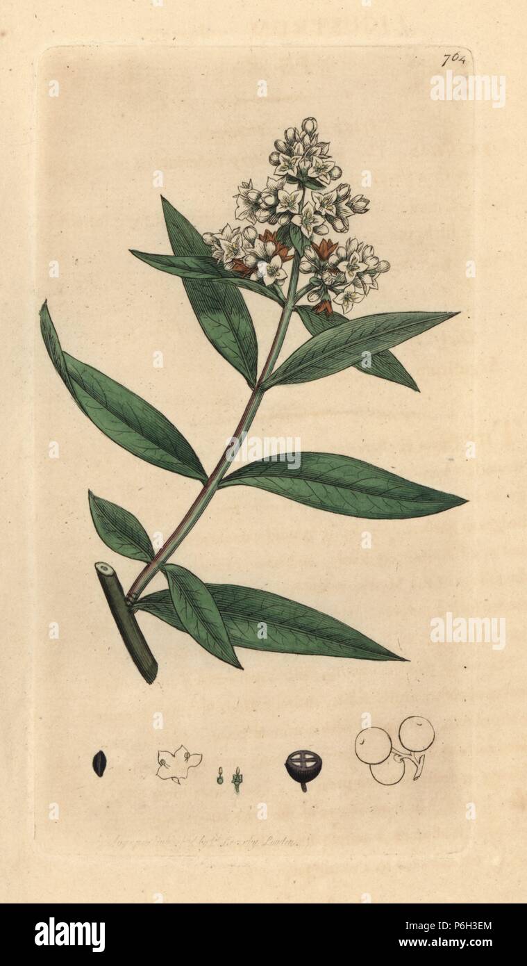 Liguster, Ligustrum vulgare. Papierkrbe Kupferstich nach einer Zeichnung  von James Sowerby fr James Smith's Englisch Botanik, 1800 Stockfotografie  - Alamy