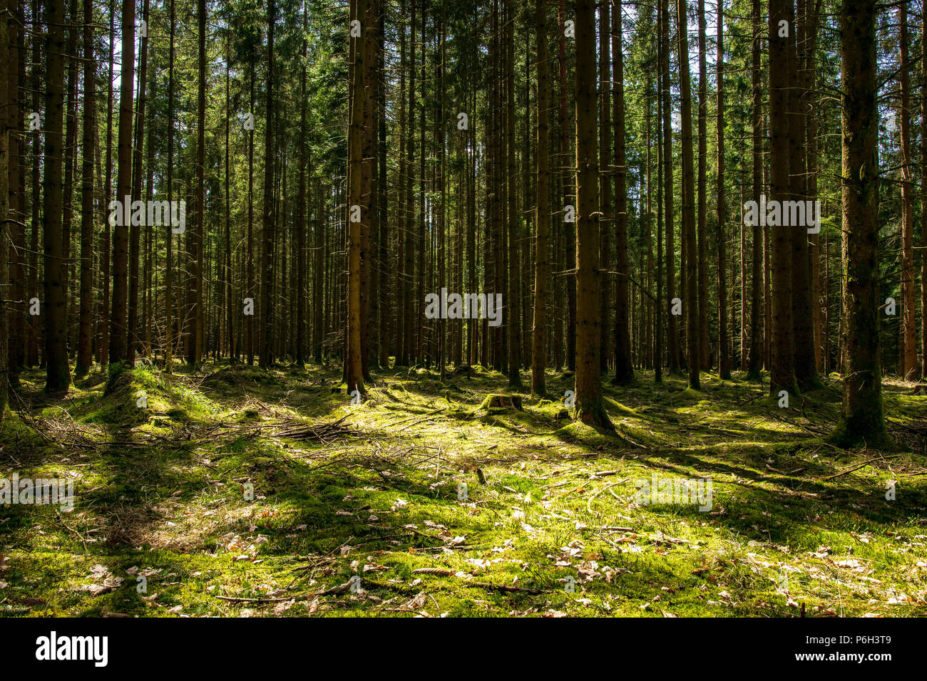 Sonnenstrahlen im Wald mit Moos auf dem Boden und treibt im Bayerischen Wald Stockfoto