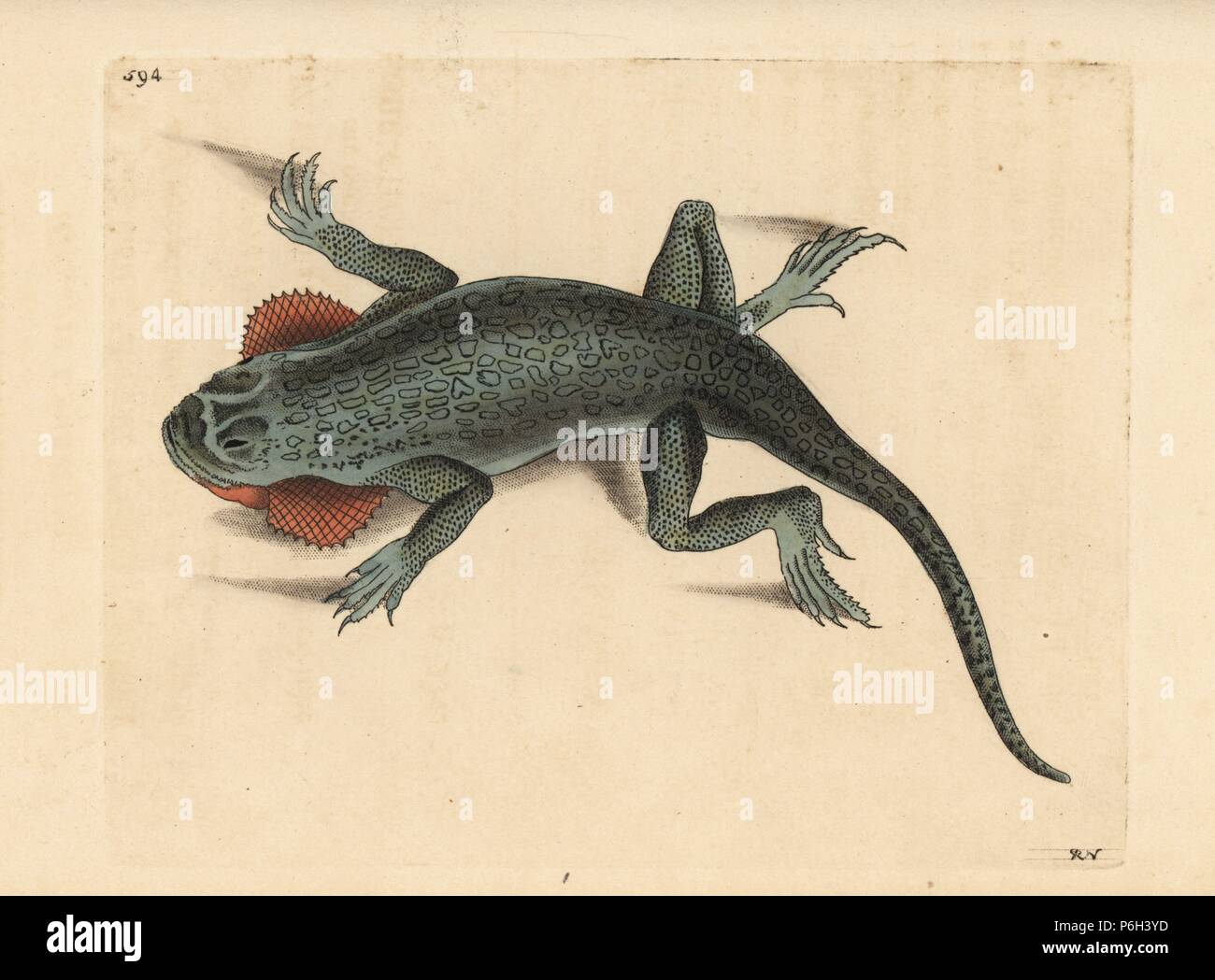 Kröte geleitet, Phrynocephalus mystaceus mystaceus Agama (Lobe ist Lizard, Lacerta aurita). Abbildung gezeichnet und von Richard Polydore Nodder eingraviert. Papierkörbe Kupferstich von George Shaw und Frederick Nodder Der naturalist's Miscellany, London, 1803. Stockfoto