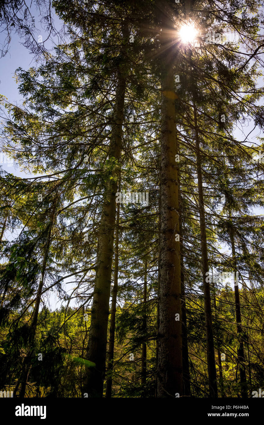 Sonnenstrahlen zwischen Bäumen und Wolken am Himmel im Bayerischen Wald Stockfoto