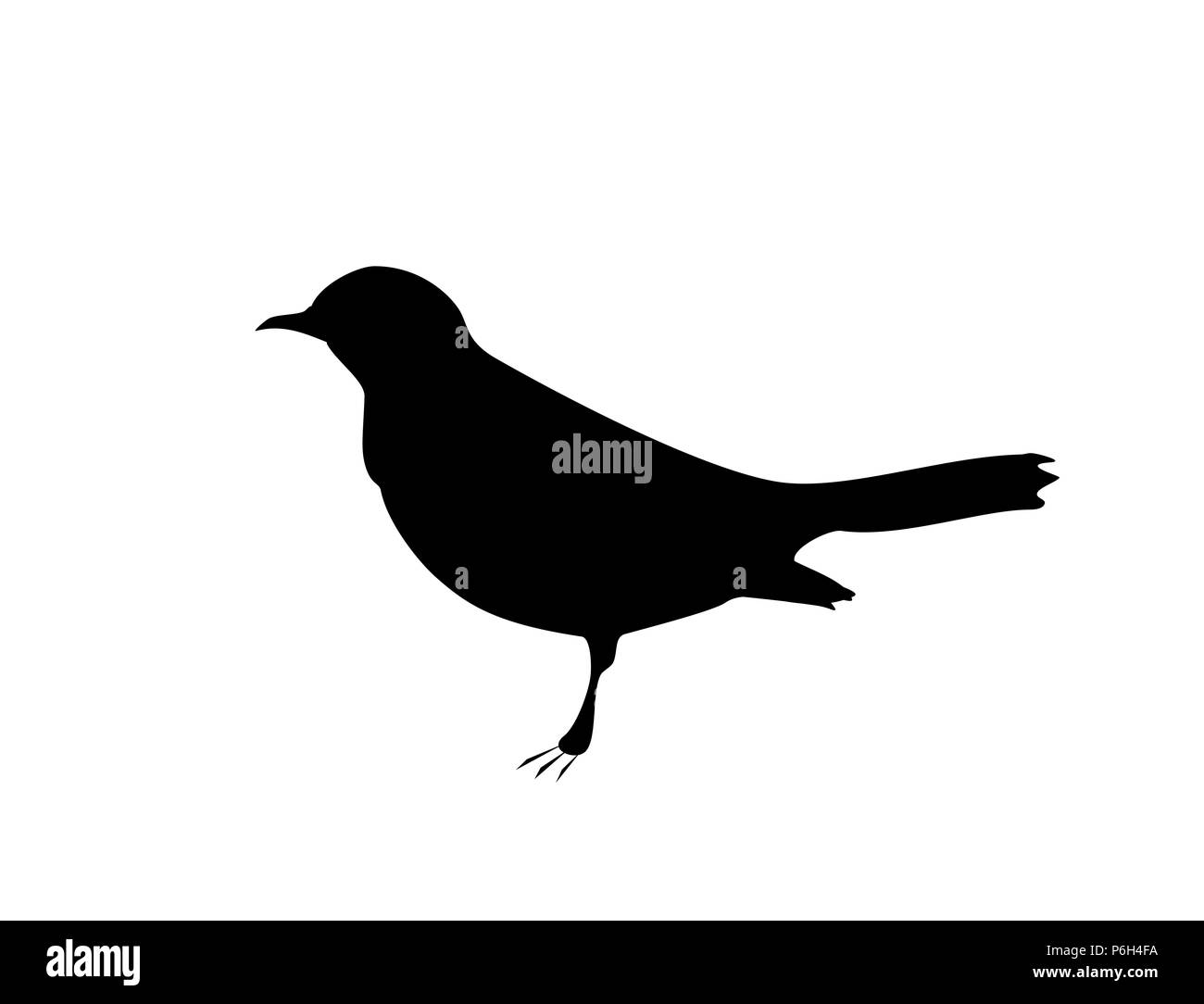 Vogel Amsel schwarze Silhouette auf weißem Hintergrund, Vektor EPS 10. Stockfoto