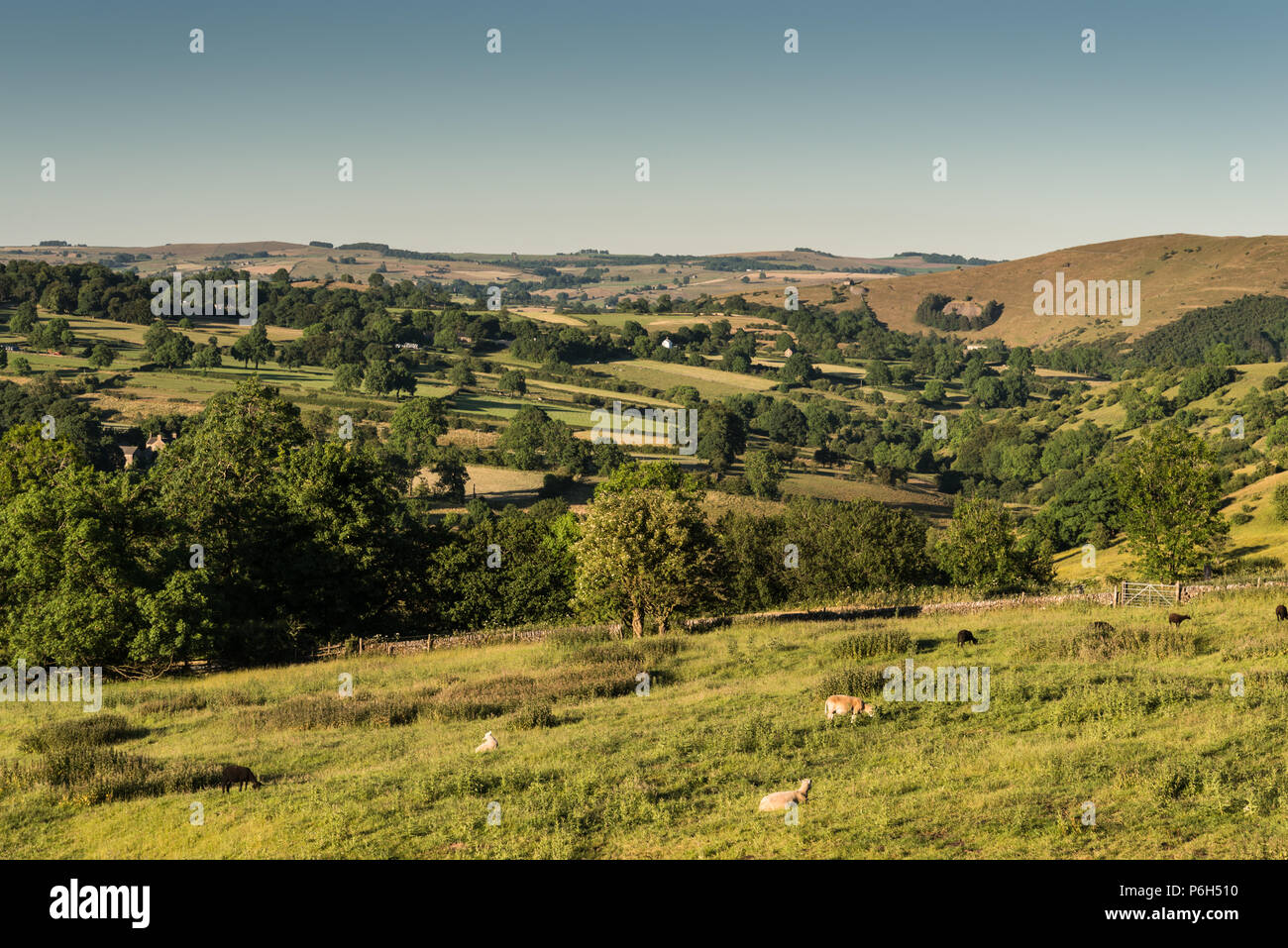 Blick auf die sanften Hügel Peak District in einem Tal in der Nähe von Butterton, Staffordshire, England, UK im ersten Nationalpark Stockfoto