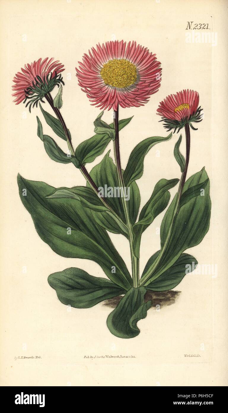 Feine geröntgt alwartensis starwort, Aster, beheimatet im Kaukasus. Papierkörbe Kupferstich von Weddell nach einer Illustration von Sydenham Edwards von Samuel Curtis's Botanical Magazine", London, 1822. Stockfoto