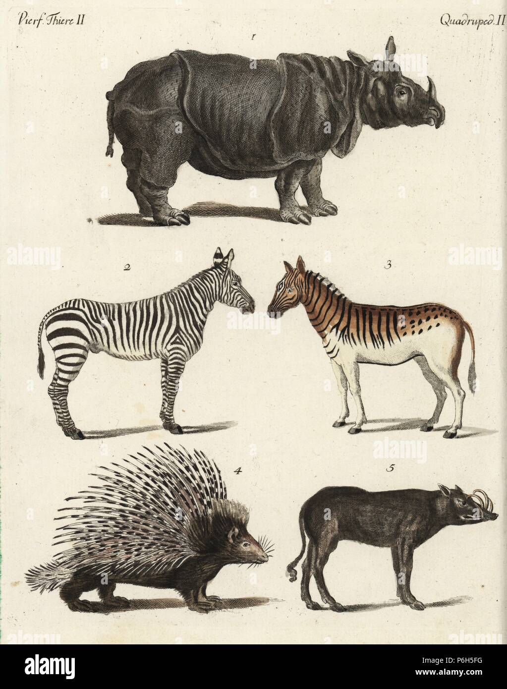 Indische Nashorn, Rhinoceros unicornis, ebenen Zebra, Equus quagga, Männlich 2 Weiblich 3, indische Stachelschweine, Hystrix Indica, und Sulawesi babirusa, Babyrousa celebensis. Papierkörbe Kupferstich von bertuch's 'Bilderbuch pelz Kinder" (Bilderbuch für Kinder), Weimar, 1792. Johann Friedrich Bertuch (1747-1822) war ein deutscher Verleger und Mann der Künste berühmt für seine 12-Band Enzyklopädie für Kinder mit 1.200 illustrierte gravierte Schilder auf natürliche Geschichte, Wissenschaft, Kostüm, Mythologie usw. Von 1790-1830 veröffentlicht. Stockfoto
