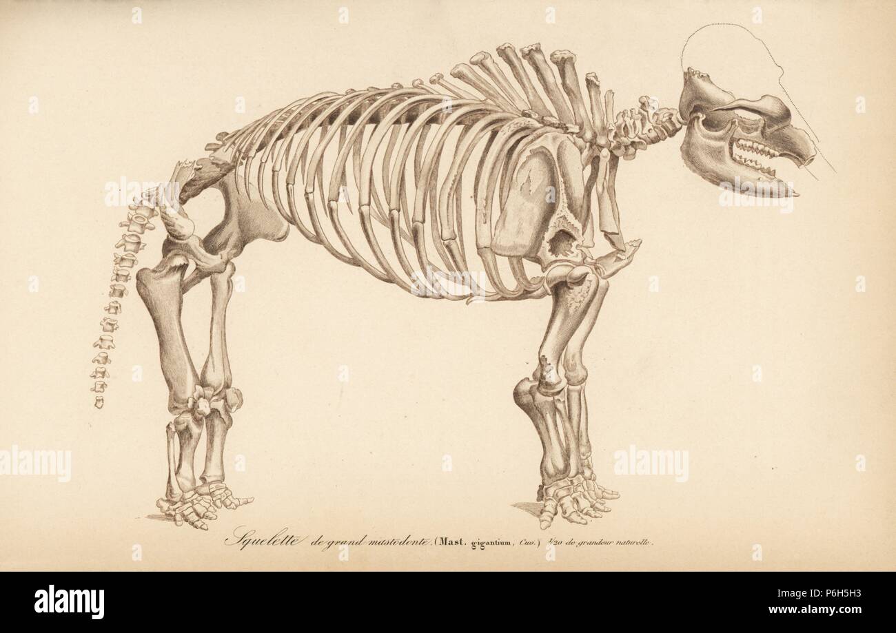 Skelett eines ausgestorbenen Great American Mastodon, Mastodon gigantium. Gravur von Charles d'Orbigny das Wörterbuch Universel d'Histoire Naturelle (Wörterbuch), Paris, 1849. Stockfoto
