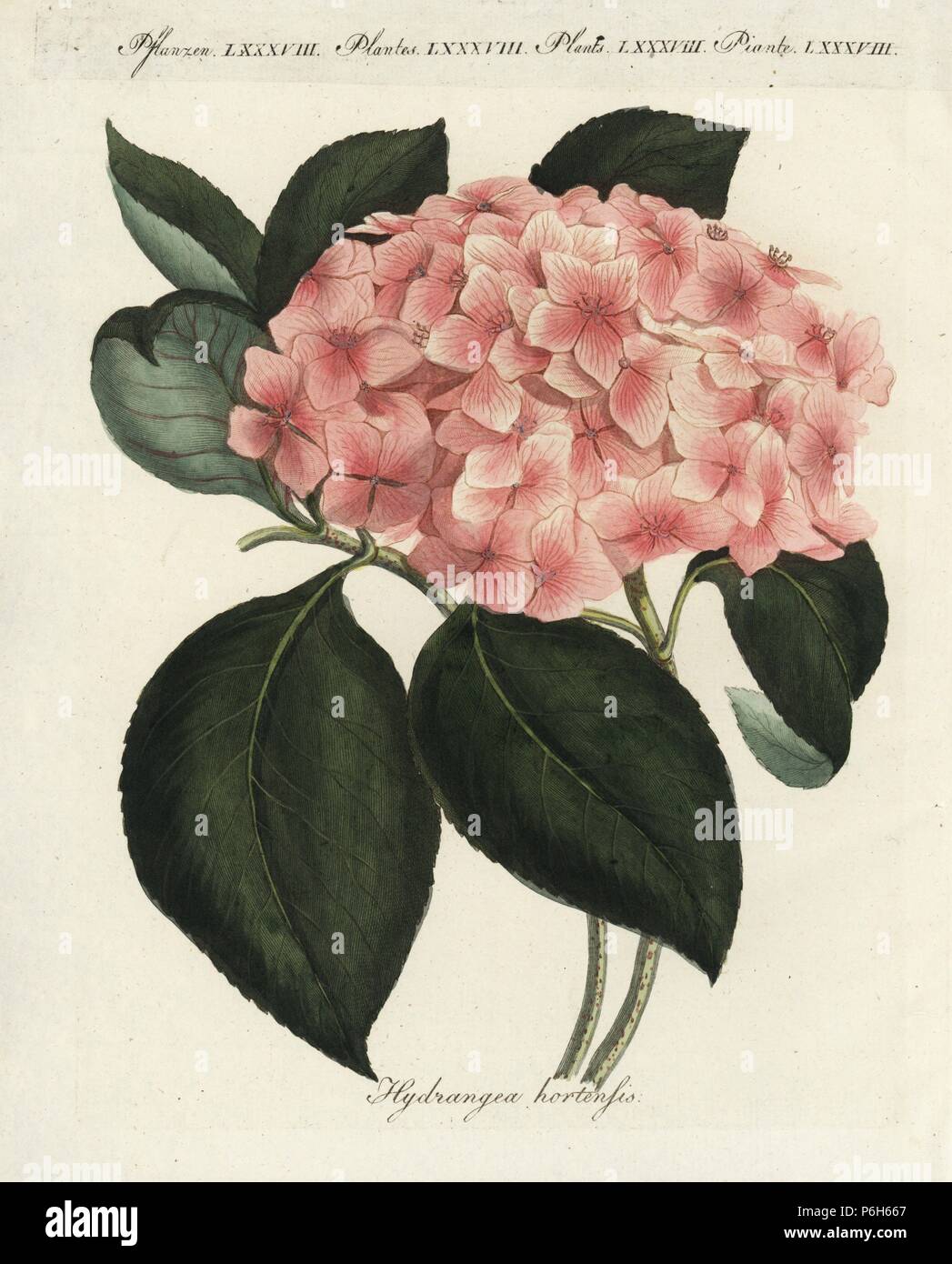 Hortensie, Hortensie Hortensie. Papierkörbe Kupferstich von Johann Friedrich Bertuch's Bilderbuch pelz Kinder (Bilderbuch für Kinder), Weimar, 1802. Stockfoto