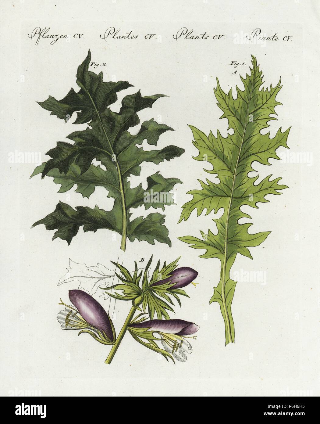 Bear's Kniebundhose oder Oyster Pflanze, Acanthus Mollis 1 Blatt eine Blume B, und der Stacheligen tragen Latzhosen Blatt, Acanthus Spinosus 2. Papierkörbe Kupferstich von bertuch's 'Bilderbuch pelz Kinder" (Bilderbuch für Kinder), Weimar, 1807. Johann Friedrich Bertuch (1747-1822) war ein deutscher Verleger und Mann der Künste berühmt für seine 12-Band Enzyklopädie für Kinder mit 1.200 illustrierte gravierte Schilder auf natürliche Geschichte, Wissenschaft, Kostüm, Mythologie usw. Von 1790-1830 veröffentlicht. Stockfoto