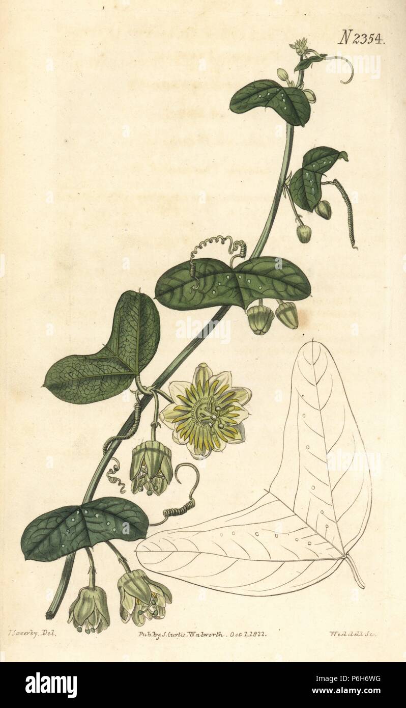 Passiflora biflora (Crescent-leaved Passionsblume, Passiflora lunata). Papierkörbe Kupferstich von Weddell nach einem Bild von James Sowerby von Samuel Curtis's Botanical Magazine", London, 1822. Stockfoto